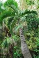 PALMIER bonbonne. HYOPHORBE lagenicaulis. Maurice. 3-5m